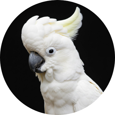 Poultry