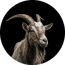 Farm-Animals