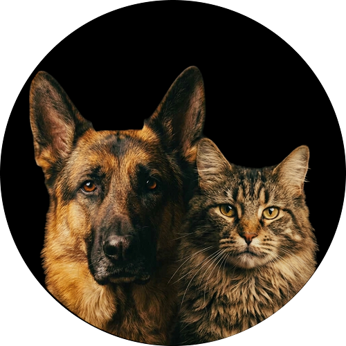 Cats & Dogs 