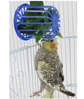 Parrot Food Basket